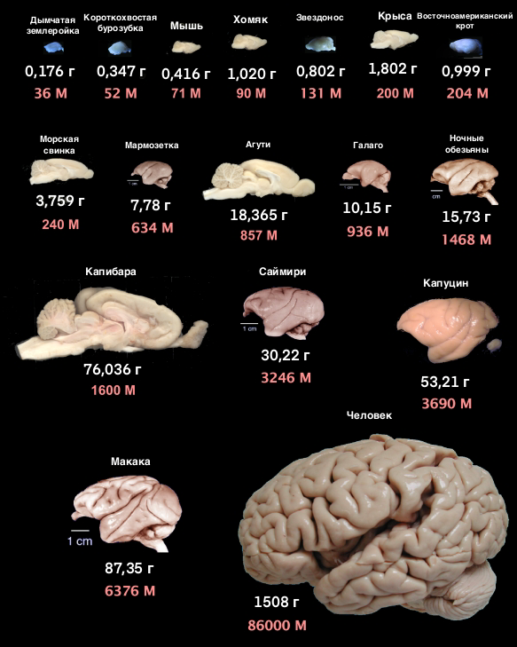 Иллюстрация из статьи https://www.ncbi.nlm.nih.gov/pmc/articles/PMC2776484/. Позволяет сравнить масштабы человеческого мозга и мозга других животных 