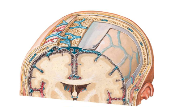 Ткани между мозгом и черепом. Источник: учебник нейрохирургии мозга