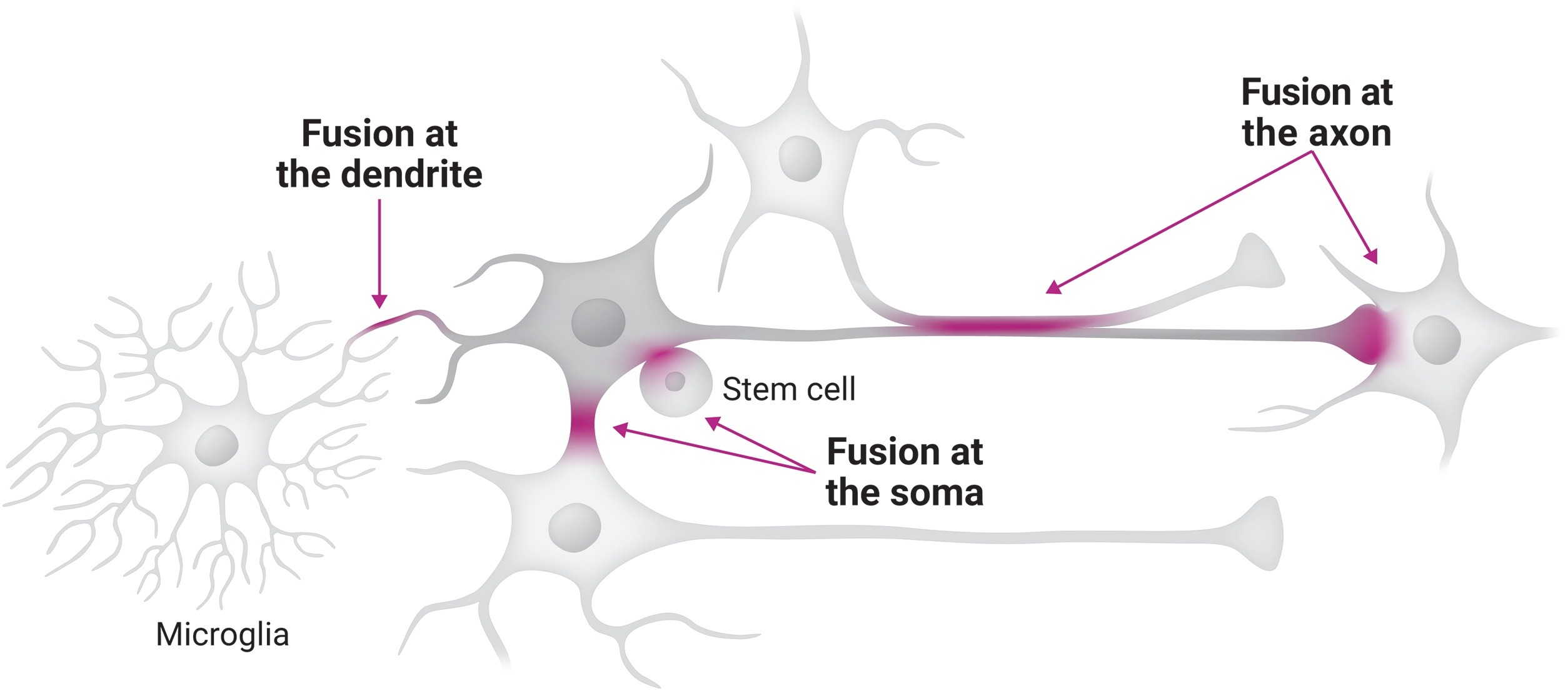 Типы слияния неронов