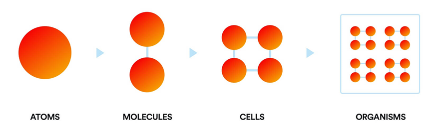Атом> Молекулы> Клетки> Организмы
Атомарная архитектура электронной коммерции от команды Virto