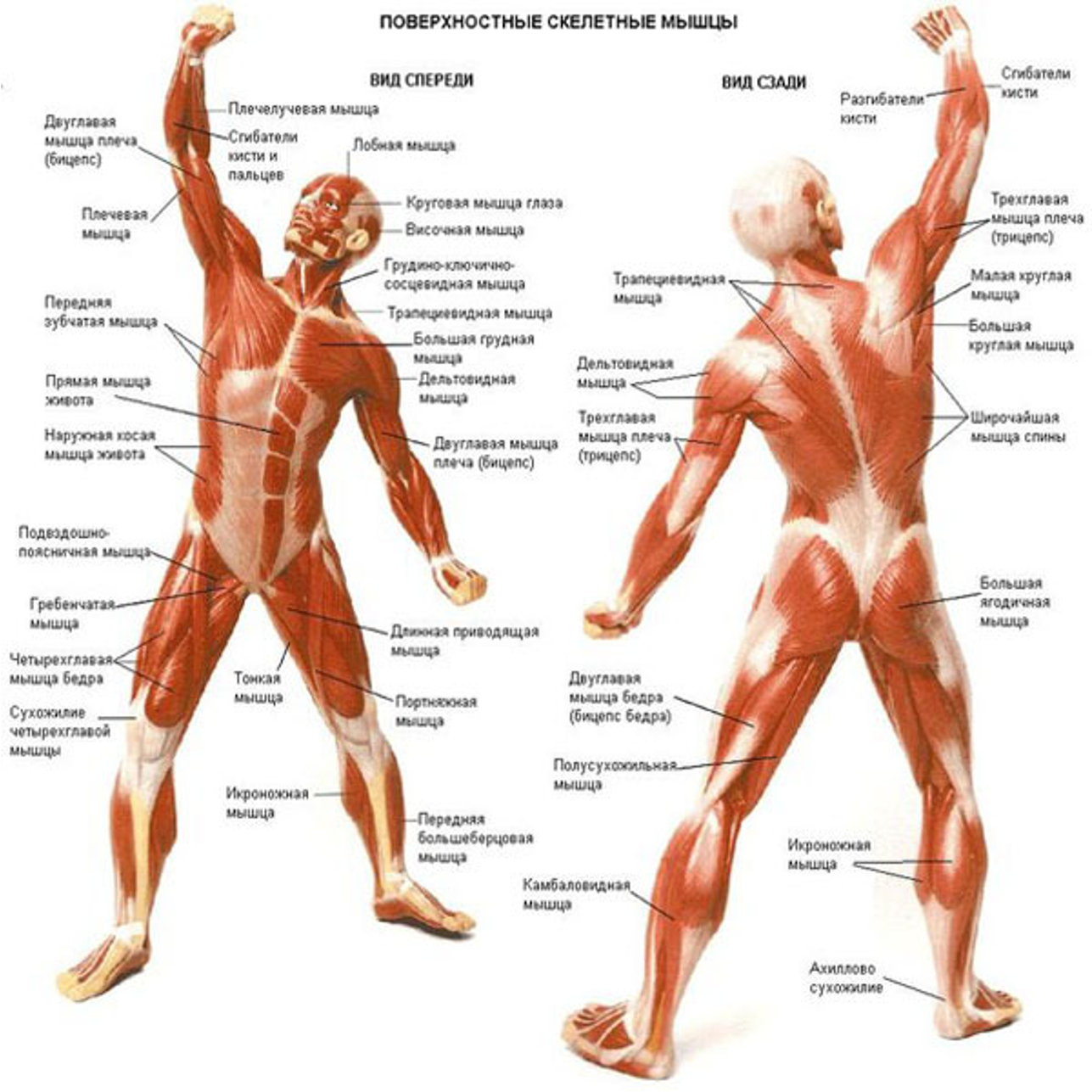 Передняя часть человека. Мышечный скелет человека с названиями мышц. Атлас анатомия человека мышечная система. Мышечная система человека атлас схема. Анатомия мышц человека с описанием.