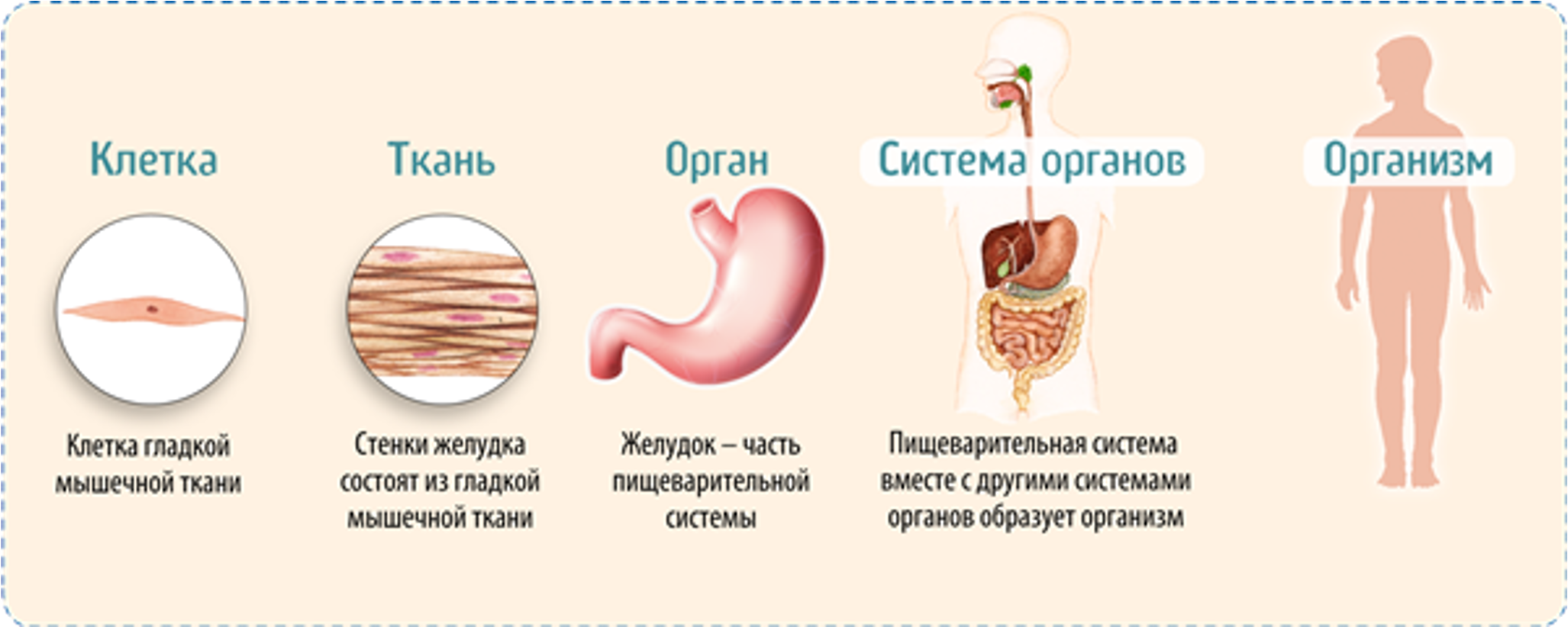 Разные уровни на примере пищеварительной системы