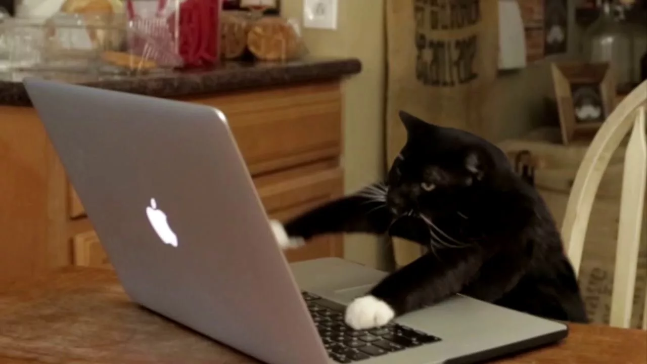 Кот пишет код