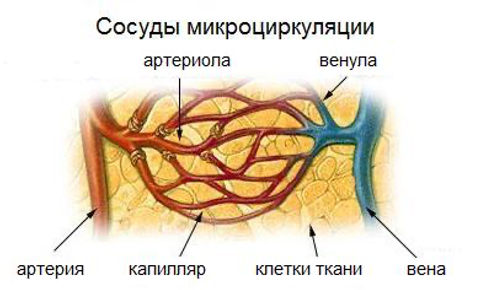 Схема микроциркуляции