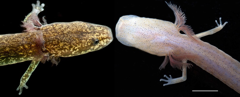 Троглофил и троглобионт — две большие разницы, хоть и приходятся друг другу родственниками. Саламандры Eurycea troglodytes и Eurycea wallacei.