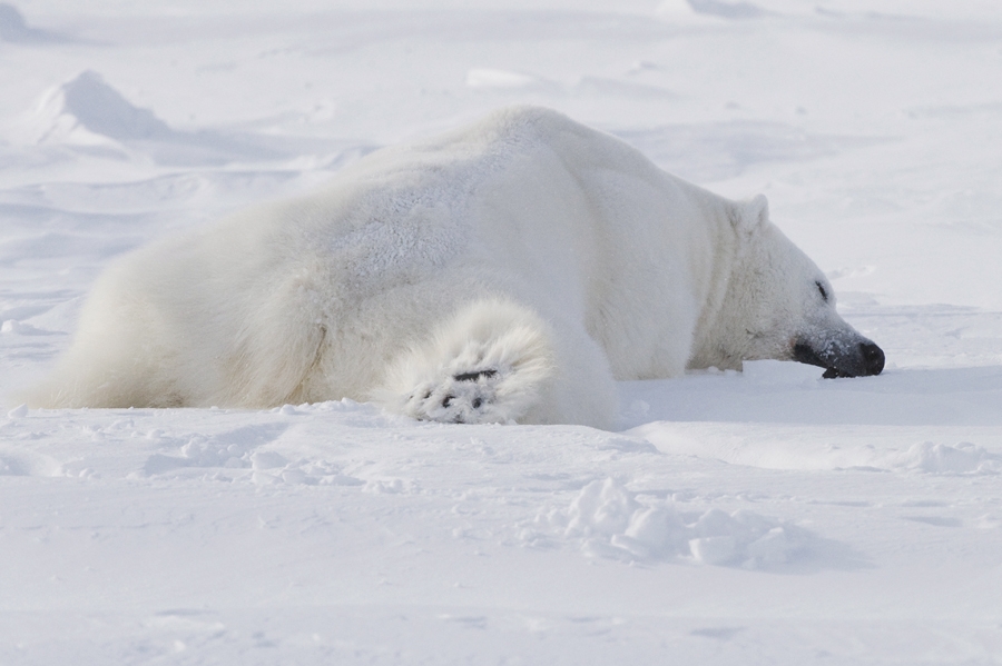 Медведь спит минут сорок — за это время нужно его обслужить, взвесить и отойти подальше