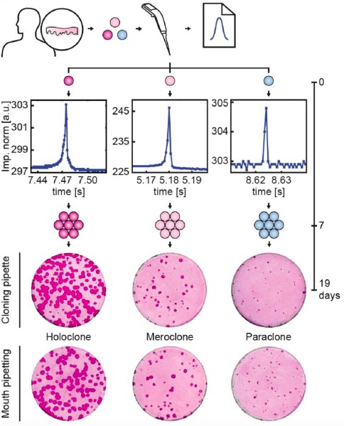 Эпидермальные стволовые клетки человека (штамм YF29), выделенные с помощью пипетки для клонирования, сохраняют свои свойства