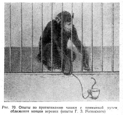 Похожий опыт, но с одной обезьяной, описан в книге "Развитие психики в процессе эволюции организмов" Н.Н. Ладыгина-Котс
