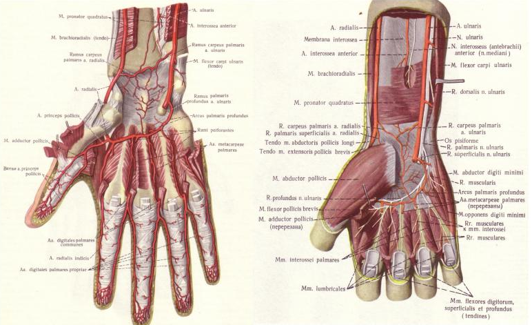 Рисунок 6 – Мышцы и сухожилия руки человека