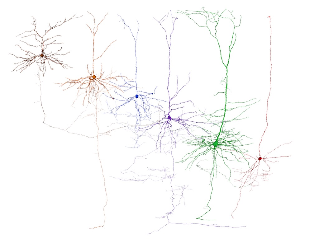 Визуализация нескольких типов пирамидальных нейронов, отражающая все ответвления клеток. По словам исследователей, некоторые из них не были визуализированы в полном размере
