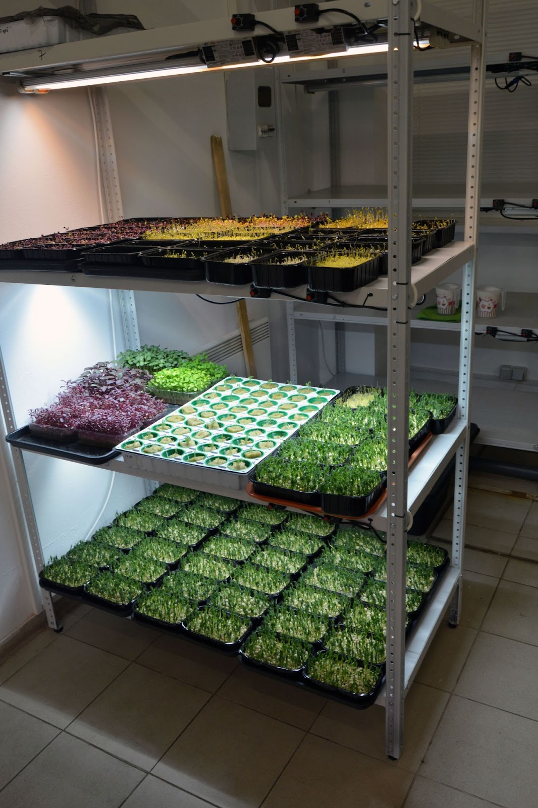 Выращивание микрозелени в стеллажной системе (тестовая площадка LedFarm.by)