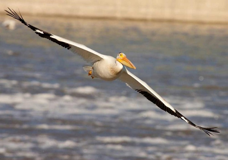 Учёные разобрались, как летают пеликаны / Хабр