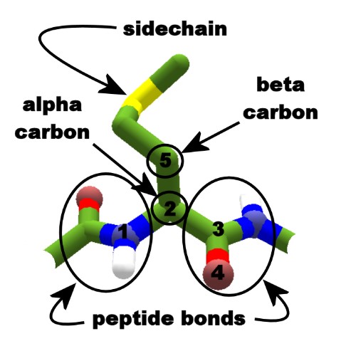 Рис. 6. Атомы alpha- и beta-углерода в молекуле белка.