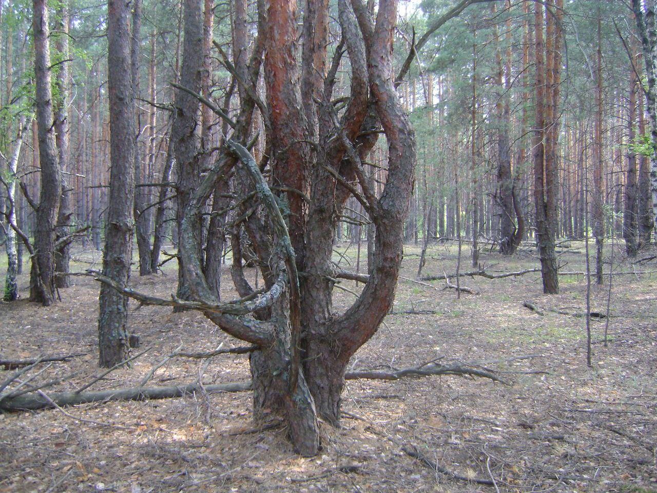 По пути в Доброе: Иногда лес выглядел вот так. Жуткого вида деревья скрючились, будто в агонии. Но стоило выехать на несколько метров из аномальной зоны – лес восстановился.
