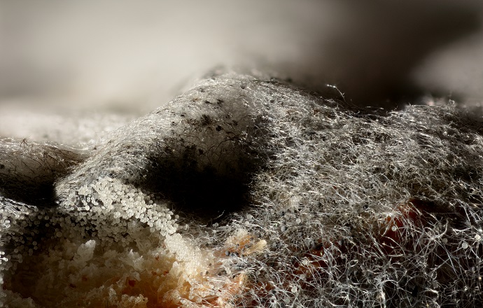 Плесневелый хлеб. Автор изображения — Thomas Bresson