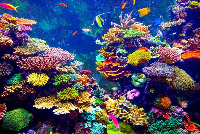 Пестрые цвета кораллового рифа