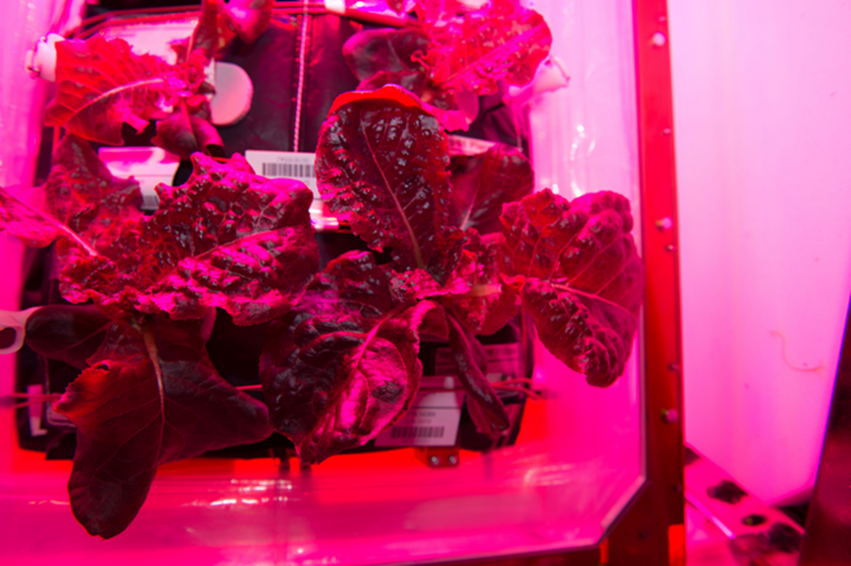 Салат-латук, который вырастили на борту МКС в специальной теплице Veggie. Источник