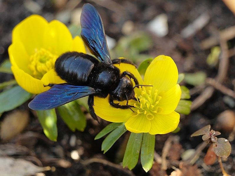 Черная пчела во время обеда. Фото: Баучу.