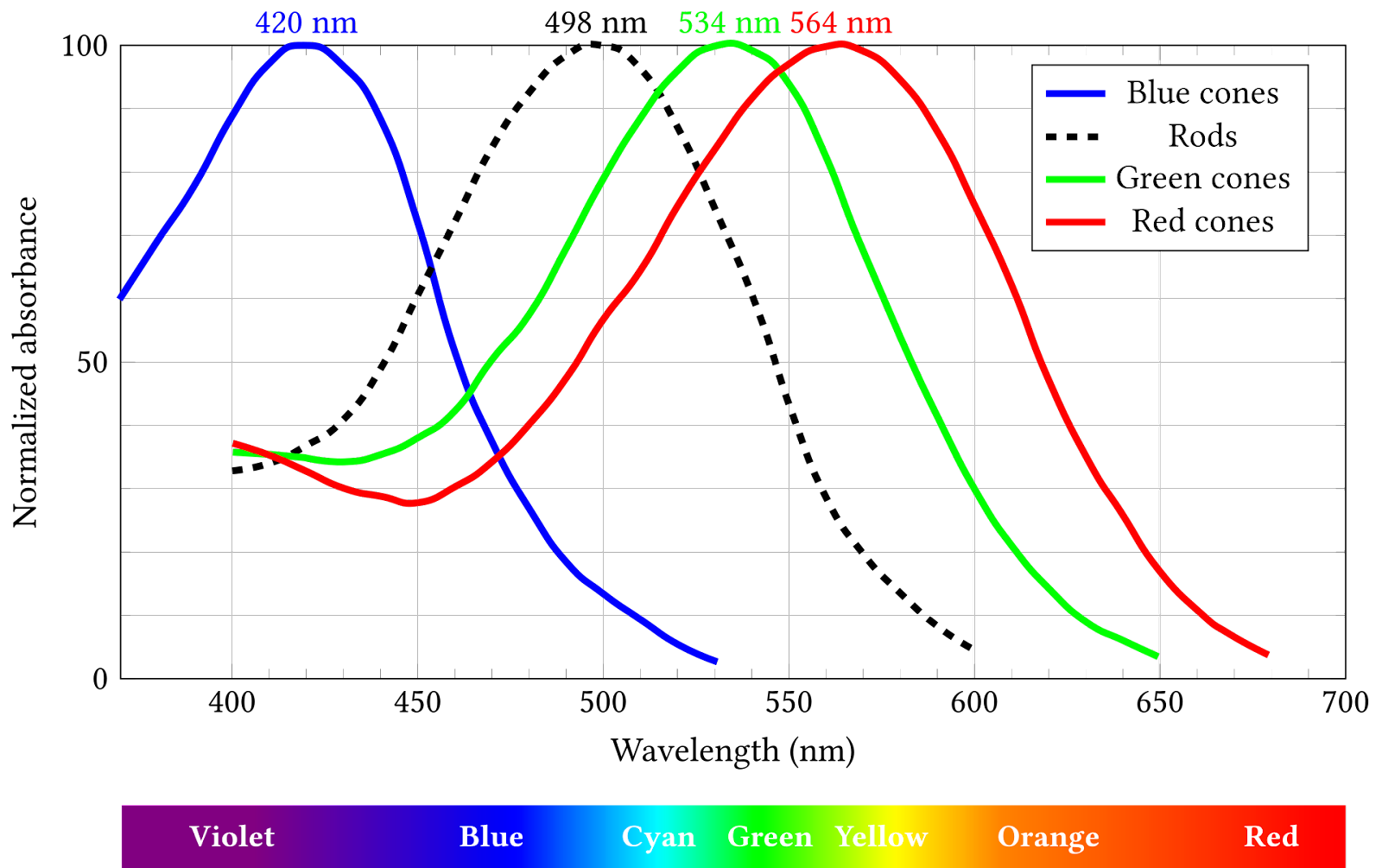 Normalized sensitivity spectra of photosensitive cells of the human retina.  Source.