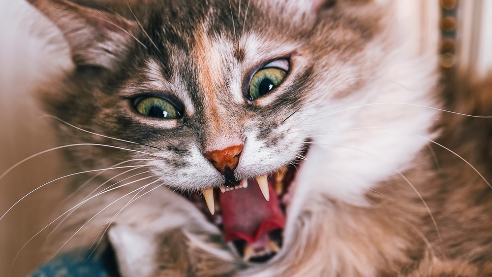 Разработан тест, который поможет определить, не психопат ли ваша кошка