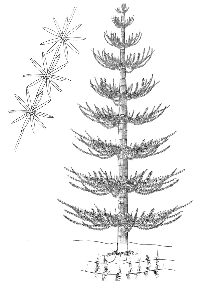 Каламиты - многочисленные споровые растения девонского и каменноугольного периода 