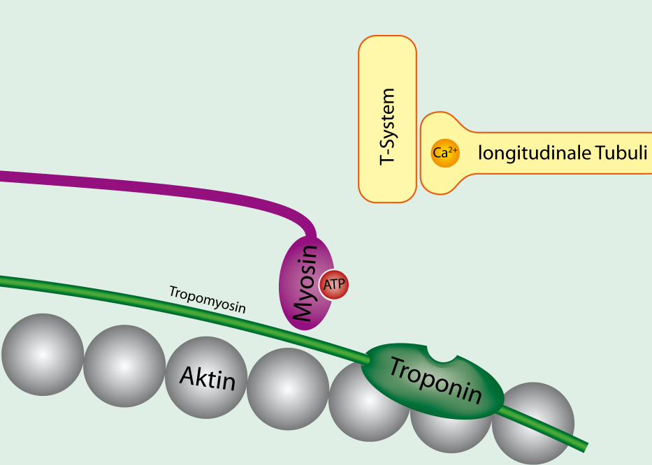 Схема присоединения миозиновой головки к белку тропонину актиновой нити в присутствии высвобождающегося кальция