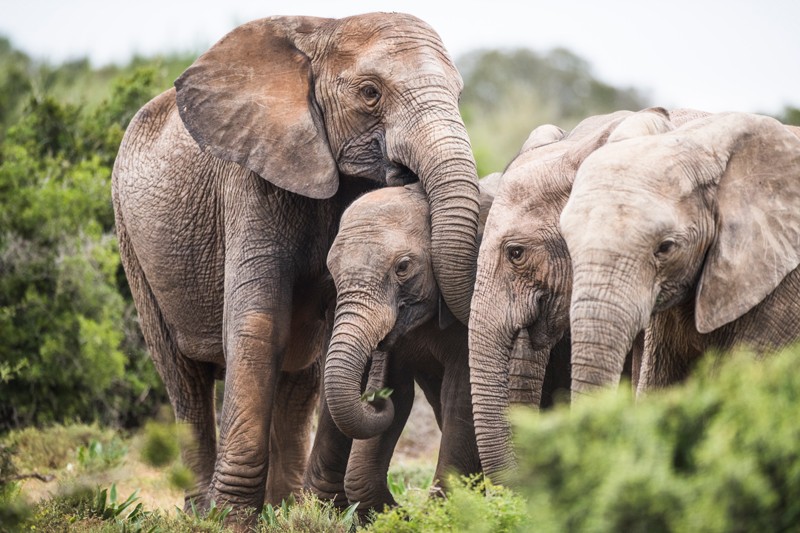 Эволюционное давление браконьеров увеличило долю слонов, рождающихся без бивней