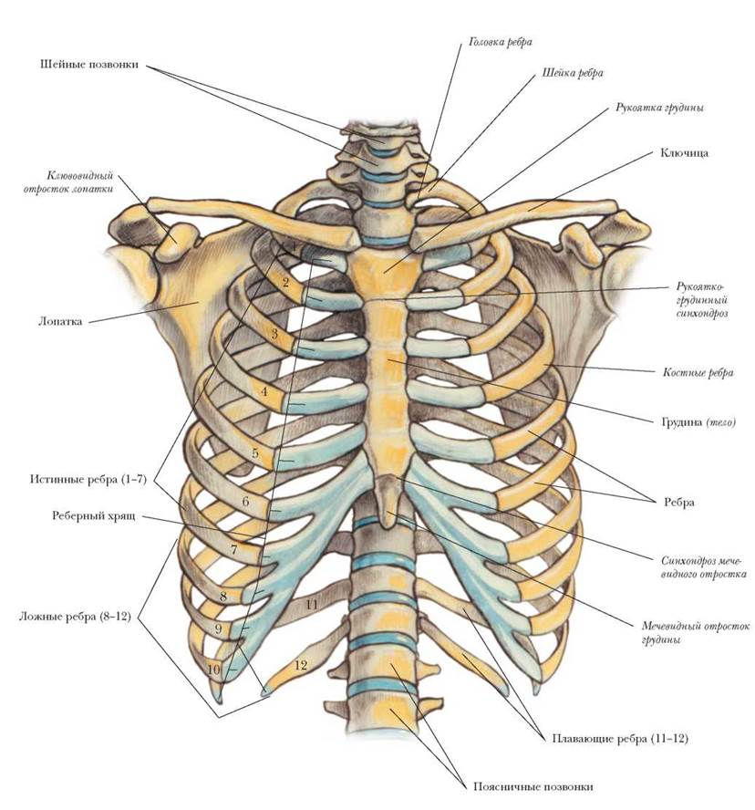Снизу по середине. Строение грудной клетки спереди. Кости грудной клетки анатомия. Строение костей грудной клетки. Скелет позвонок с грудной клеткой.