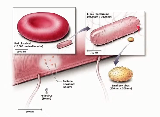 Сравнение размеров человеческого эритроцита и бактерии кишечной палочки (E. coli) c вирусами оспы (Smallpox) и полиомиелита (Poliovirus)