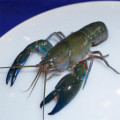 LobsterJoe