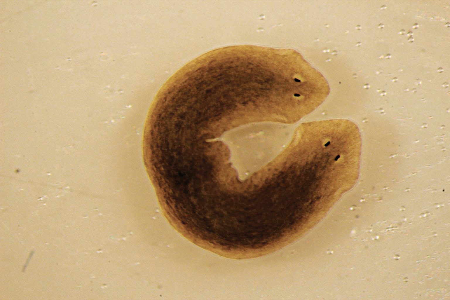 Клетки головы плоского червя Dugesia japonica имеют другое биоэлектрическое напряжение, чем клетки хвоста. Поменяйте напряжения местами и отрежьте хвост, и голова регенерирует вторую голову.