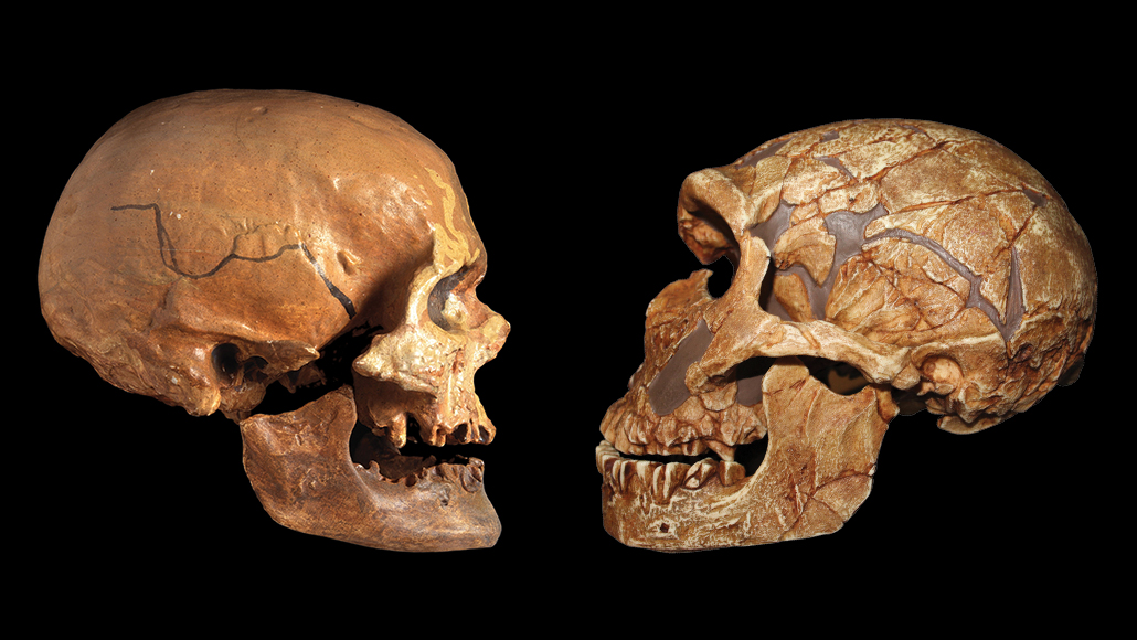 Слева — череп Homo sapiens sapiens возрастом около 30 тысяч лет. Справа — череп Homo neanderthalensis возрастом около 50—70 тысяч лет. Источник: sciencenews.org
