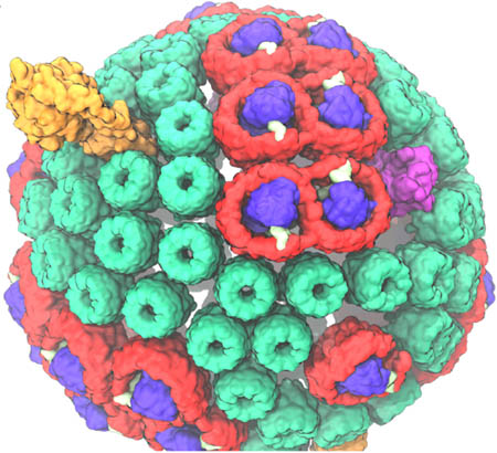 Сферический хроматофор с пятью различными типами белков различных цветов. Он функционирует в серии взаимосвязанных процессов