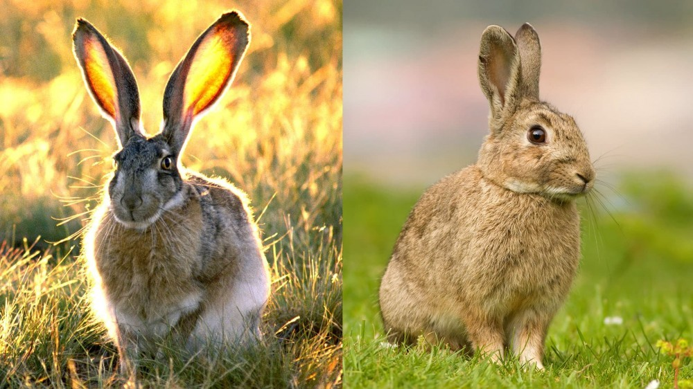 Слева заяц, справа кролик. Ваш явно не заяц.