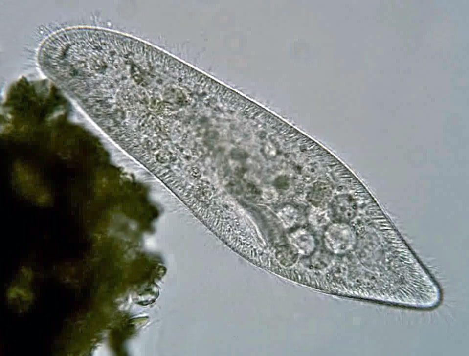 Paramecium caudatum — инфузория-туфелька