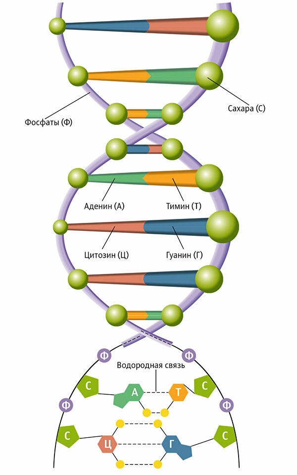 Схема ДНК. Источник:
https://ria.ru/20180425/1519327329.html#pv=g%3D1519327329%2Fp%3D1519292712