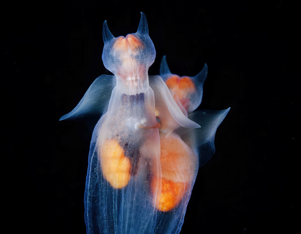 Необычные животные под водой