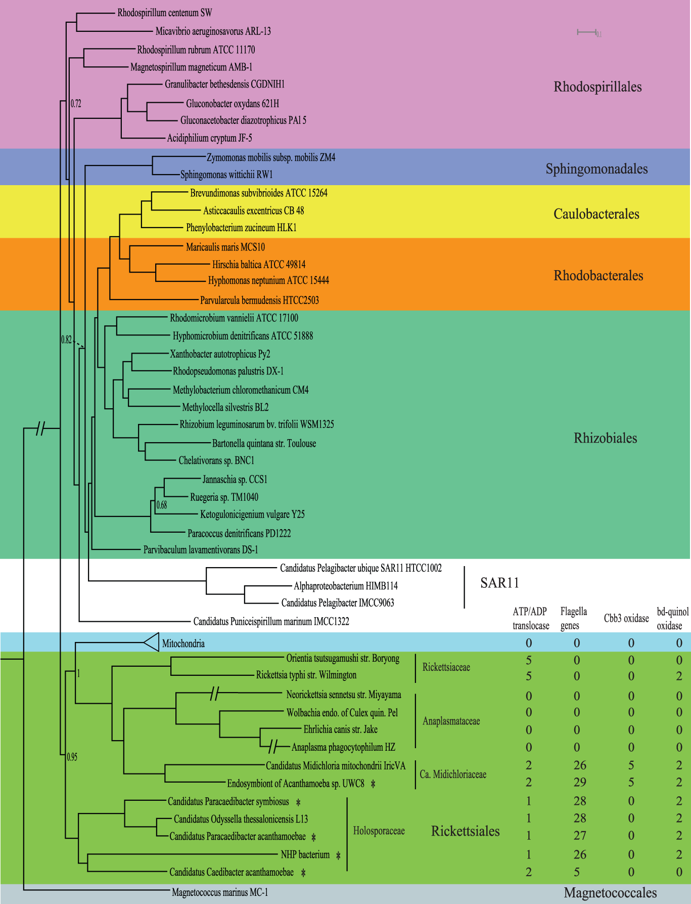 Байесовское консенсусное дерево было основано на конкатенированных белковых последовательностях 55 митохондриальных и ядерных генов.