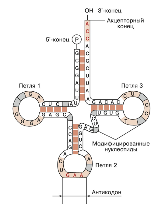 Строение тРНК