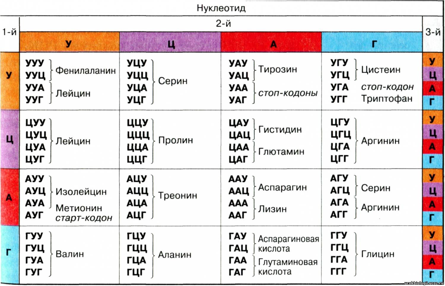 Таблица генетического кода и части белков,
                  которые он кодирует.
                  Источник: https://stepik.org/lesson/199638/step/1
