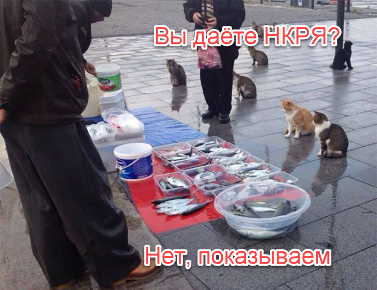 Котики делают всё лучше! Котики делают всё лучше!