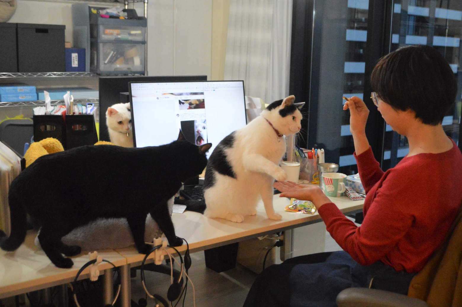Глядя на опыт японской IT-корпорации Ferray, разрешающей сотрудникам держать кошек в офисе, подумываю, не внедрить ли и у нас подобный стандарт, регламентирующий их обязательное наличие и количество. Источник