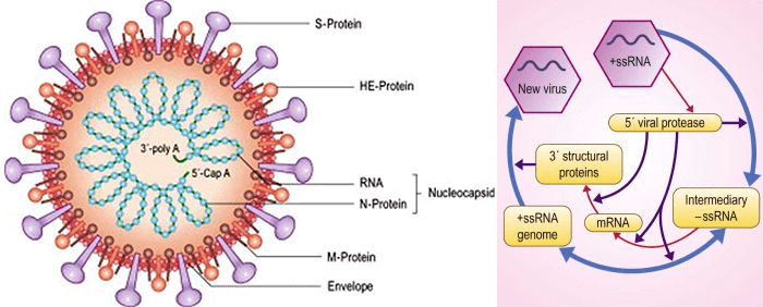 Строение и генетический цикл коронавируса. Слева: общий вид. Справа: схема репликации.
