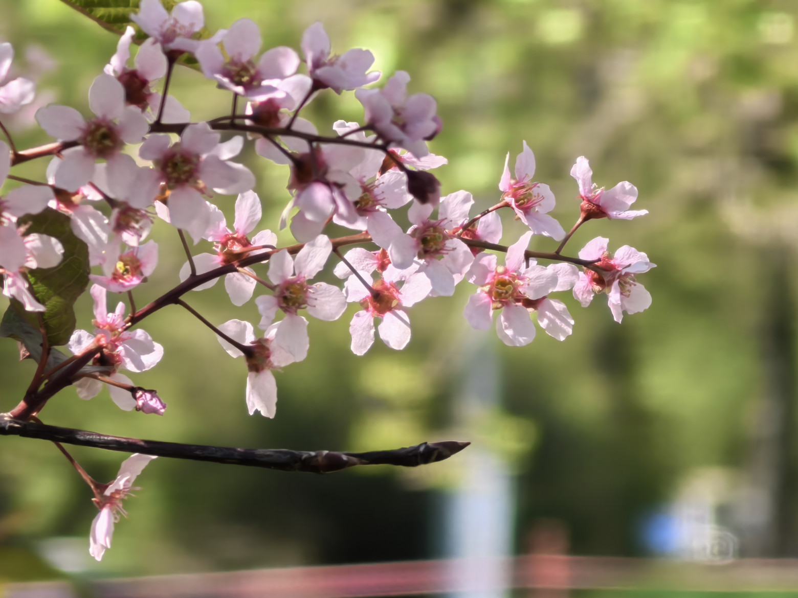 Зум Х10 даёт максимально размытый задний план даже без активации ��ортретного режима