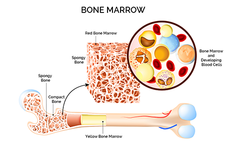 Рисунок 1. Строение костного мозга. Красный костный мозг представляет собой трубчатую костяную нишу (Spongy Bone), которая заселена гематопоэтическими клетками (Bone Marrow and Developing Blood Cells) и пронизана капиллярами и сосудами