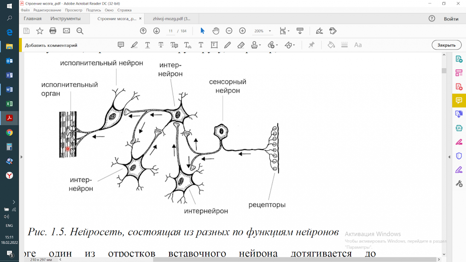 Рисунок 5. Нейросеть, состоящая из разных по функциям нейронов. Источник: https://teach-in.ru/file/synopsis/pdf/the-brain-how-it-works-M.pdf.