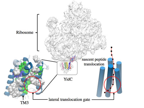 YidC, которая облегчает введение белка в мембрану.