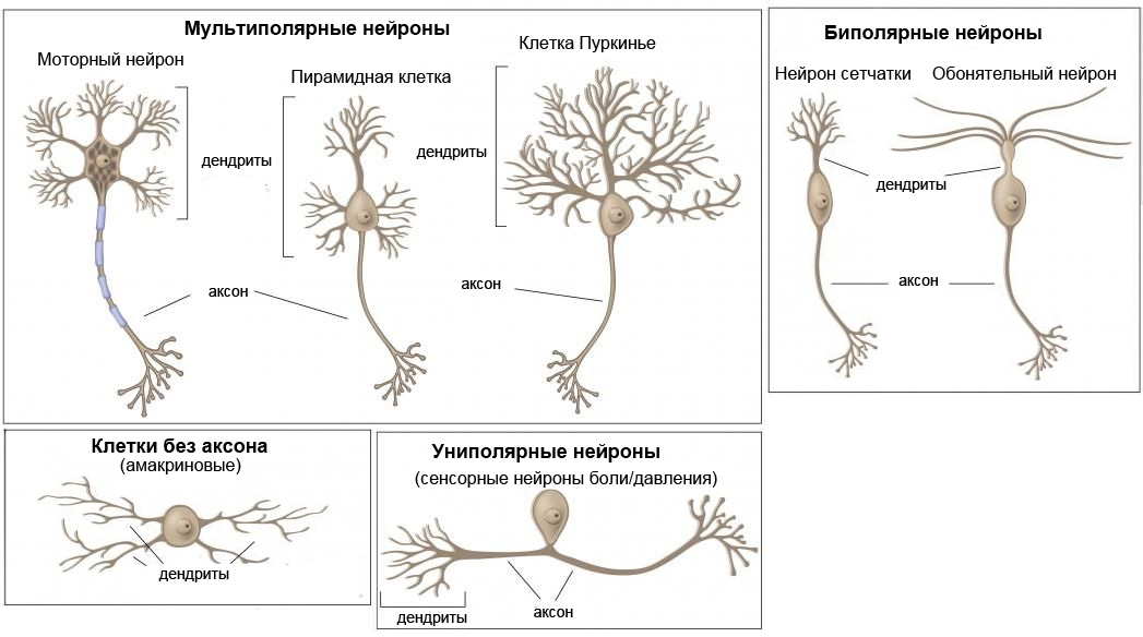 То, как схематически изображают нейроны, не отражает истинного количества нейритов (отростков), которыми они могут обладать. У наиболее разветвленных нейронов число дендритов может доходить до тысяч, а на дендритах есть структуры, называемые шипиками, способные образовывать самостоятельные синаптические связи.