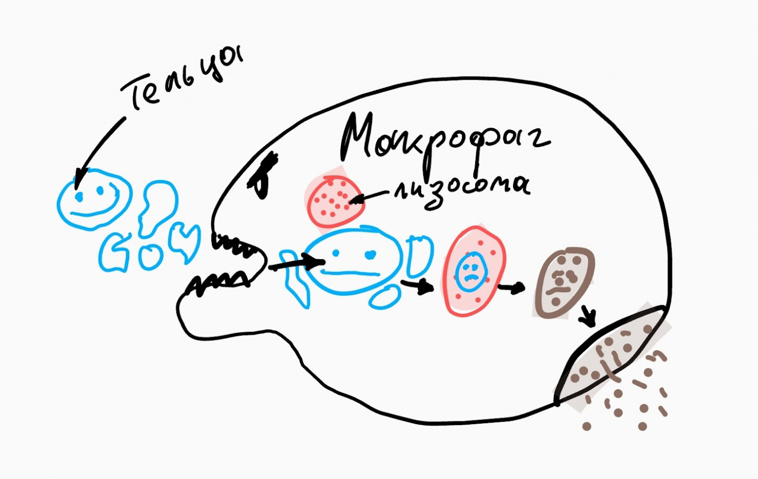 Суровый макрофаг кушает остатки клетки после апоптоза.