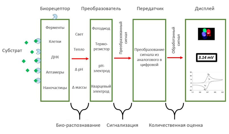 Рис.1 - Схематичное изображение структуры биосенсора